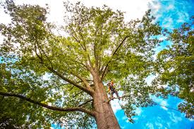 Pest Control for Lawns in Harmony Grove, CA