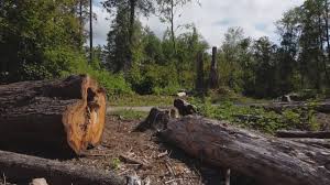How Our Tree Care Process Works  in  Harmony Grove, CA