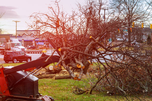 Best Tree Cabling and Bracing  in Harmony Grove, CA