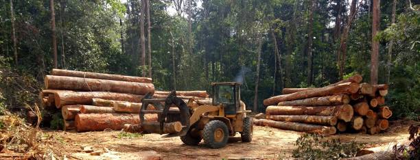 Tree and Shrub Care in Harmony Grove, CA