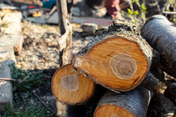Best Tree Preservation Services  in Harmony Grove, CA