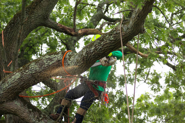 Professional Tree Care in Harmony Grove, CA