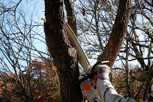 Harmony Grove, CA Tree Care Company