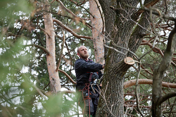 How Our Tree Care Process Works  in  Harmony Grove, CA