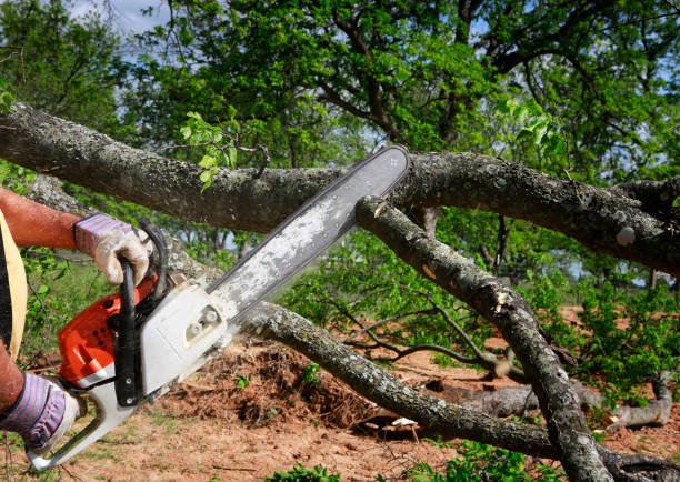 Best Lawn Maintenance Plans  in Harmony Grove, CA