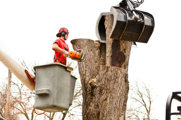 Best Root Management and Removal  in Harmony Grove, CA